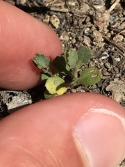Baccharis pilularis consanguinea
