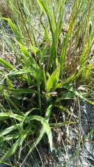 Paspalum setaceum