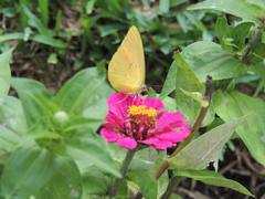 Aphrissa statira statira