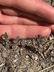 Baccharis pilularis consanguinea