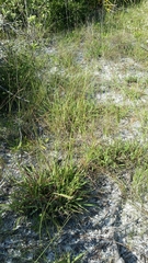 Paspalum setaceum