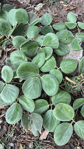 Canavalia sericea observed 2025-05-15