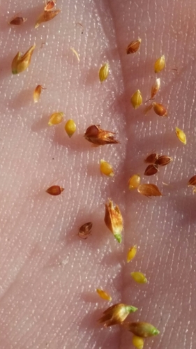 Image of Rhynchospora fernaldii by (c) Jay Horn, some rights reserved (CC BY)