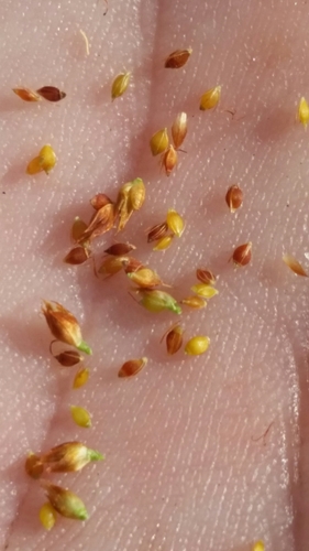 Image of Rhynchospora fernaldii by (c) Jay Horn, some rights reserved (CC BY)