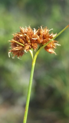 Image of Rhynchospora fernaldii by (c) Jay Horn, some rights reserved (CC BY)
