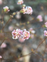 Eriogonum thurberi