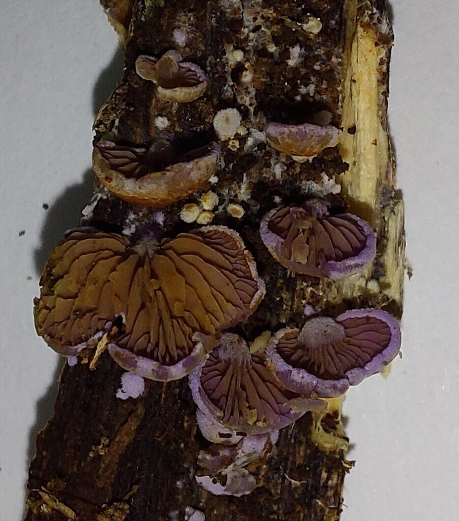 Pyrrhoglossum pyrrhum