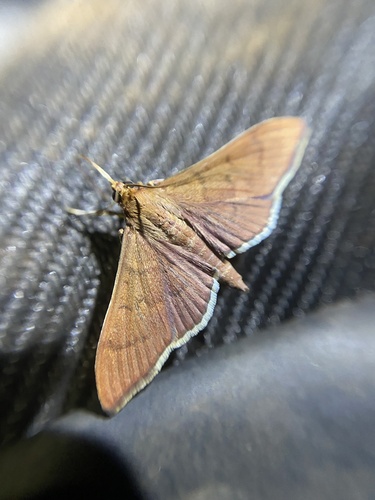 Omiodes martyralis