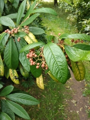 Cotoneaster × watereri