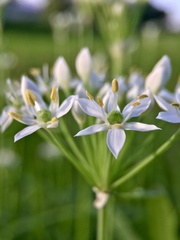 Allium tuberosum