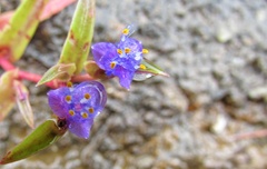 Senecio bombayensis