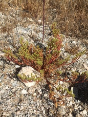 Lastarriaea coriacea