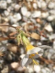 Leptosiphon lemmonii