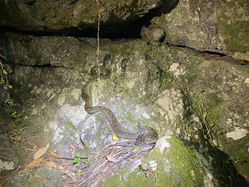 Coastal Carpet Python sighting