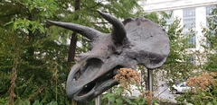 Triceratops horridus