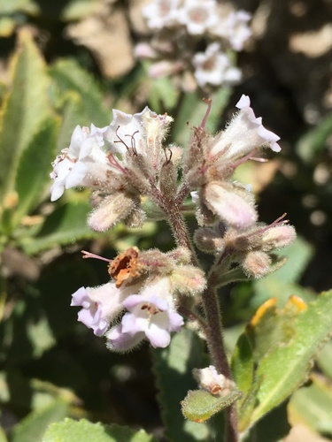 Hairy yerba santa (Eriodictyon trichocalyx)