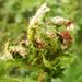 Hawthorn Button-top Midge - Photo (c) karsten_s, some rights reserved (CC BY), uploaded by karsten_s