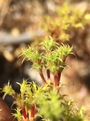 Lastarriaea coriacea