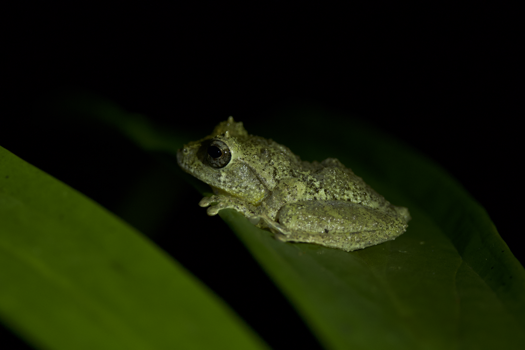 Common Forest Tree Frog photo 2