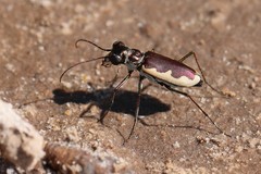 Eunota circumpicta johnsonii