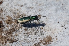 Eunota circumpicta johnsonii
