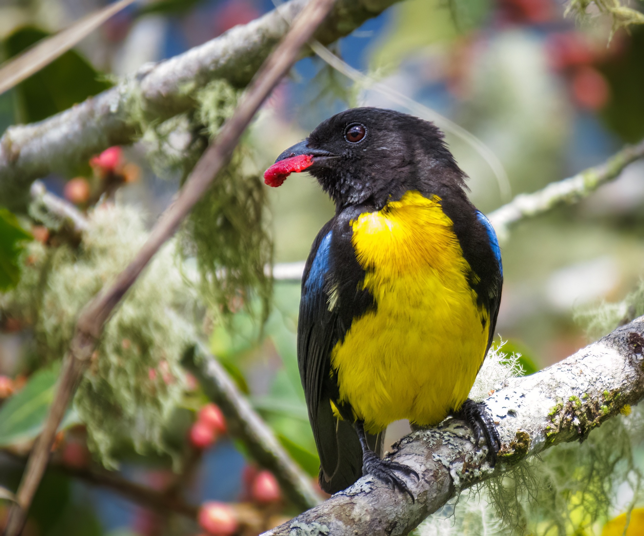 Black-and-gold Tanager (Bangsia melanochlamys), photo 8