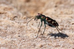 Cicindela fulgida