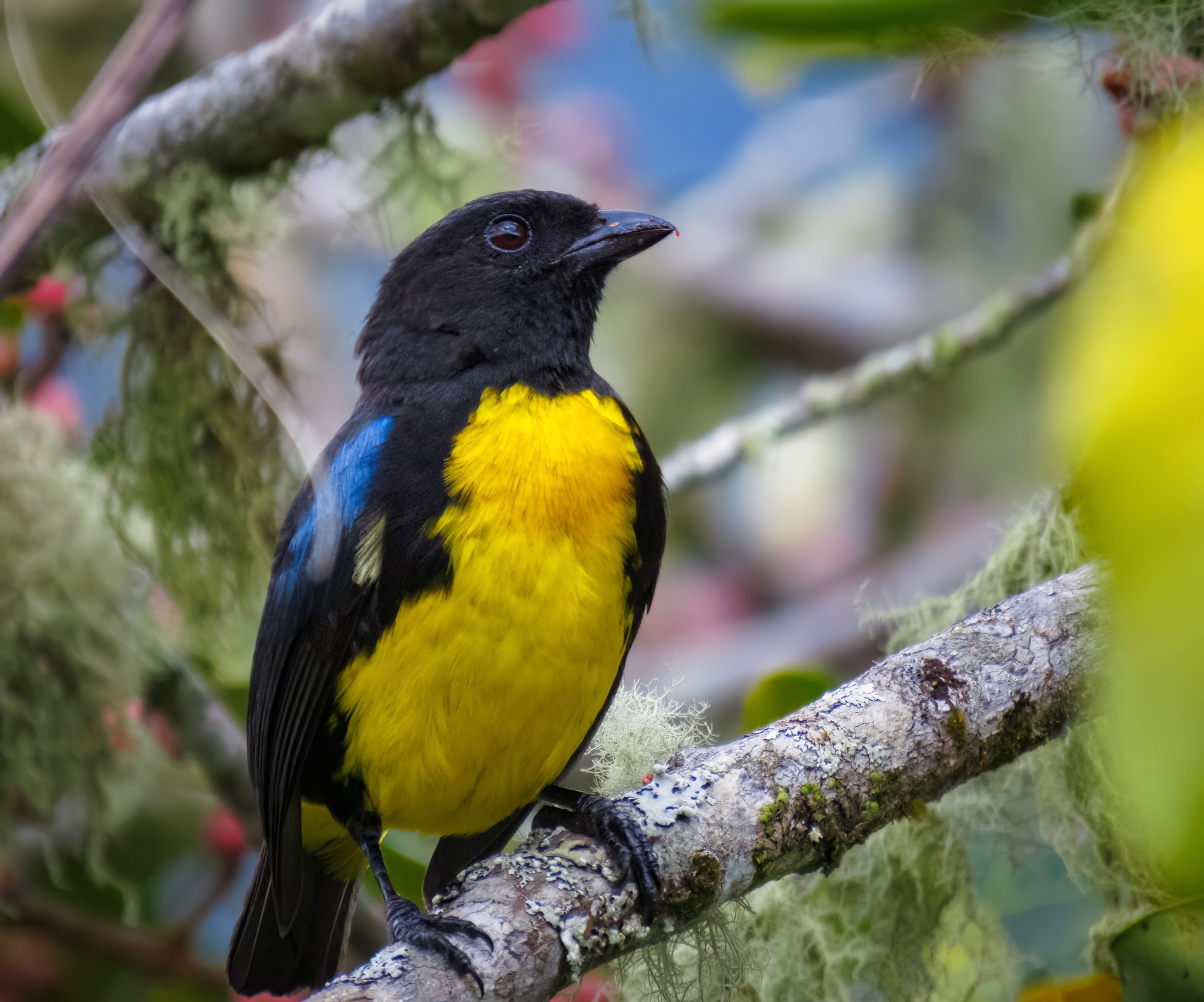 Black-and-gold Tanager (Bangsia melanochlamys), photo 9