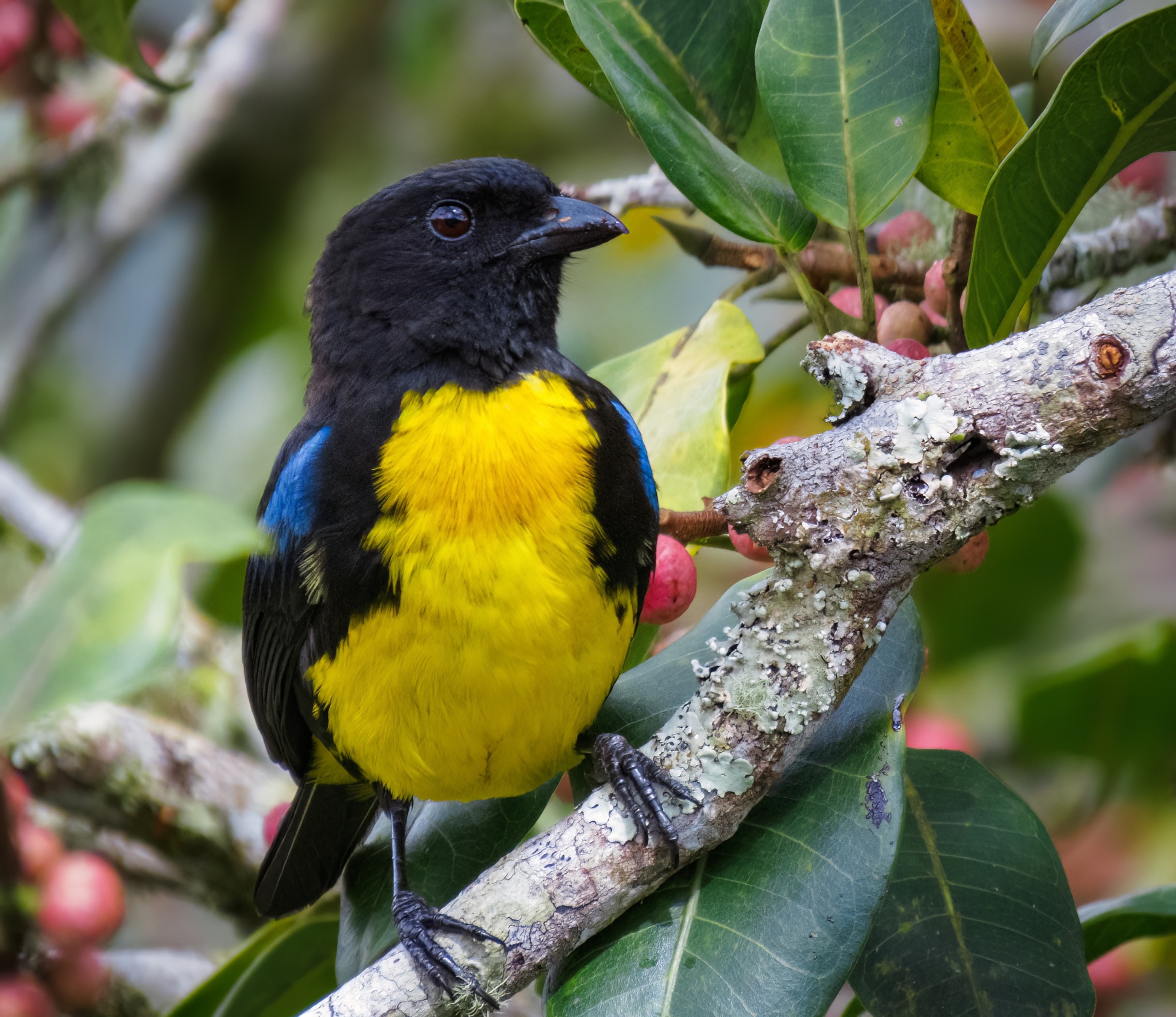Black-and-gold Tanager (Bangsia melanochlamys), photo 10
