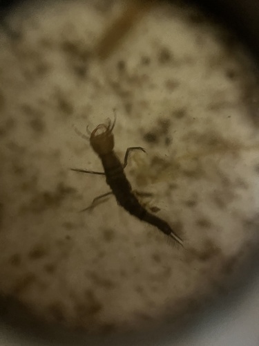 Harris's Diving Beetle photo 4