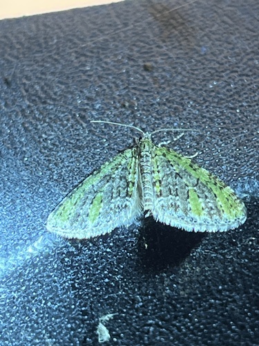 Olive-and-black Carpet Moth photo 5