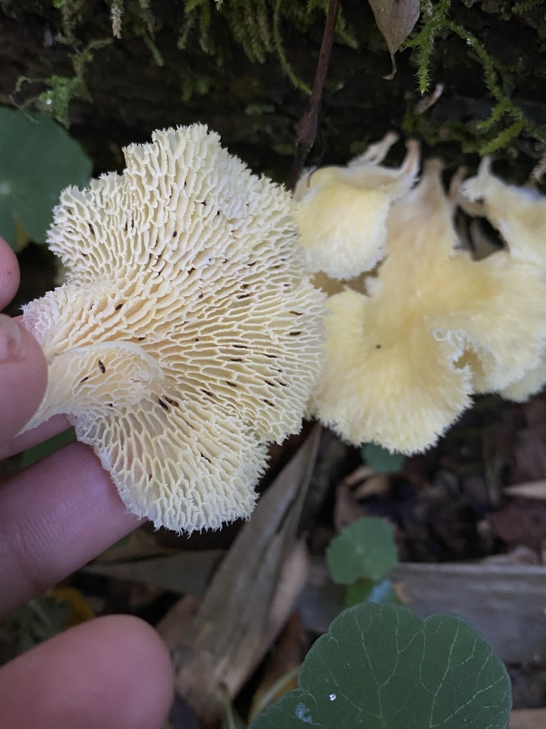 Favolus brasiliensis · May 2025 · photo: © tutitah (iNaturalist, cc0)