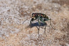 Cicindela fulgida