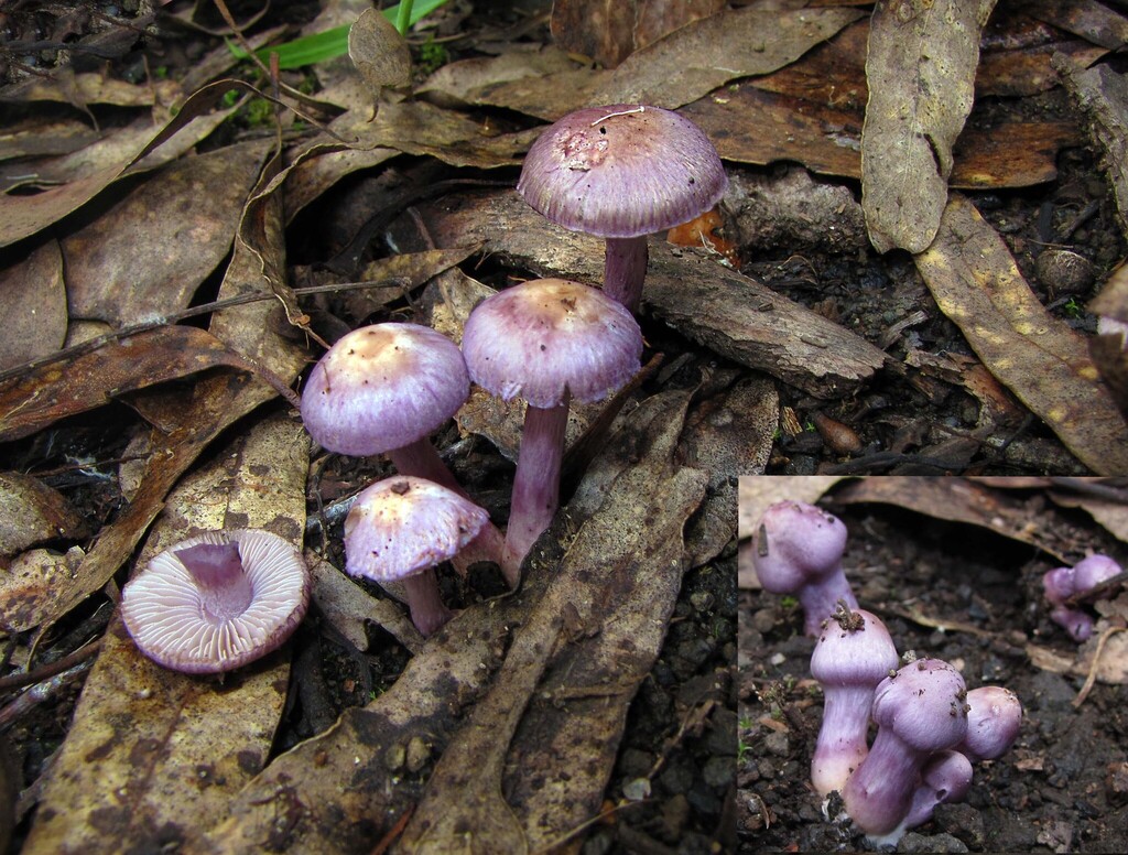 Inocybe violaceocaulis