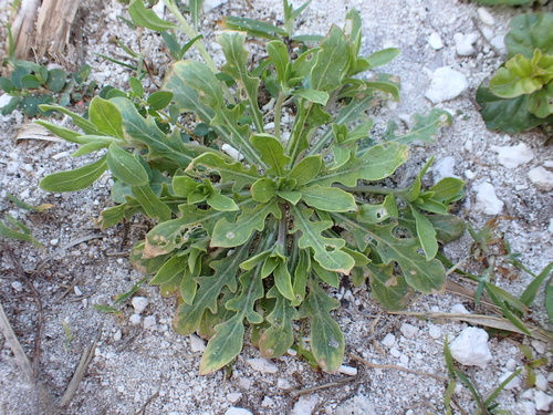 Oenothera laciniata, 2025-04-09