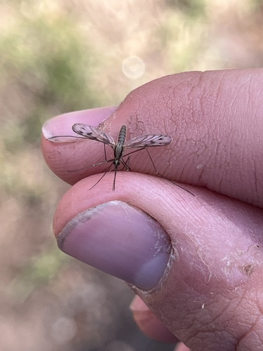 Anopheles earlei photo 4