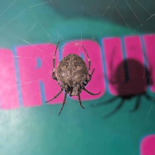 Brown Sailor Spider photo 5