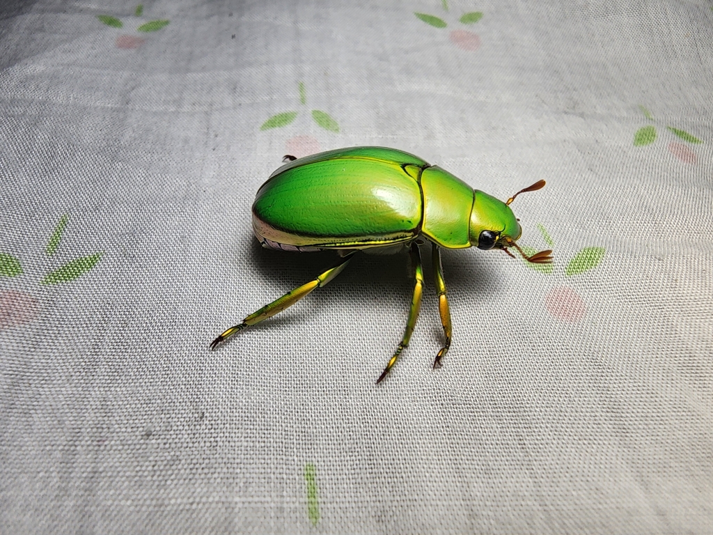 Chrysina marginata