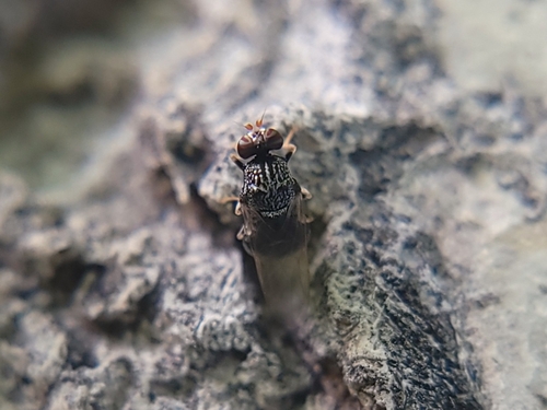 Unknown species found near Meridian, ID 83646, USA