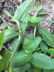 Commelina caroliniana