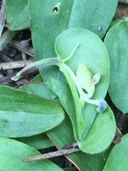 Commelina caroliniana