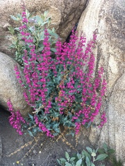 Penstemon clevelandii connatus