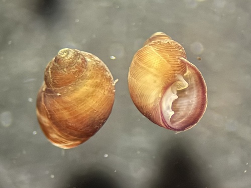 Pedipes mirabilis observed 2025-05-15