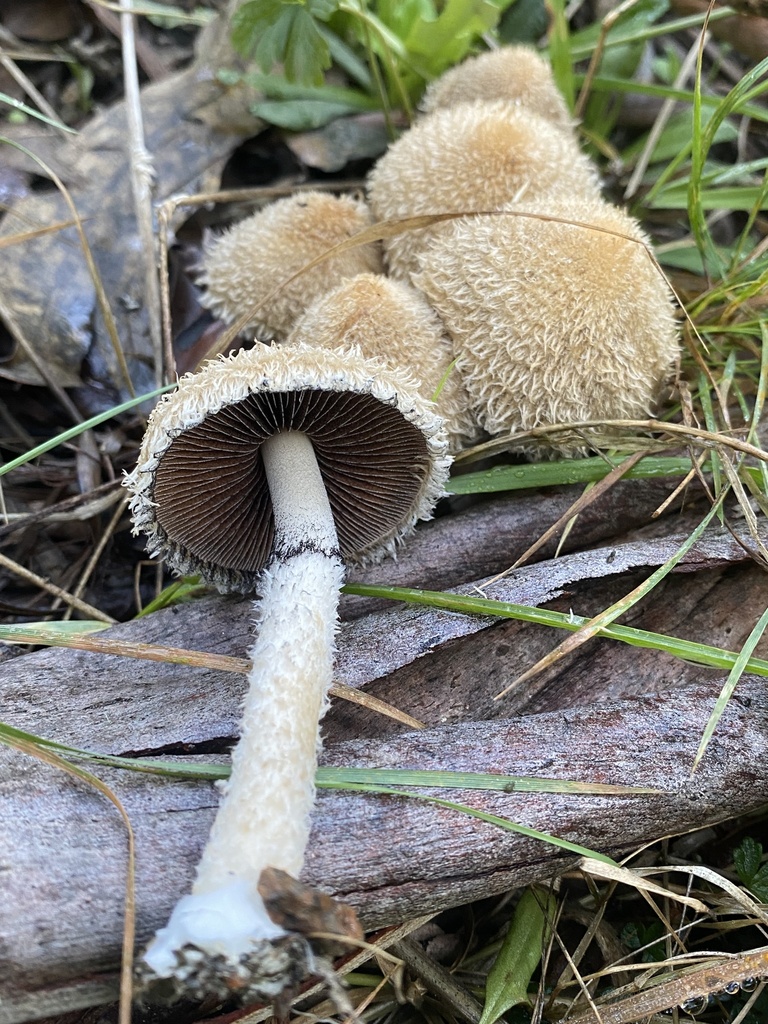 Lacrymaria asperospora