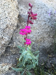 Penstemon clevelandii connatus