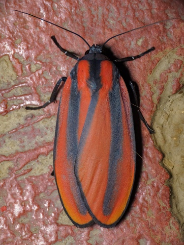 Cissura unilineata