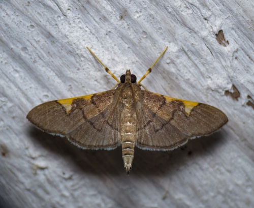Omiodes simialis