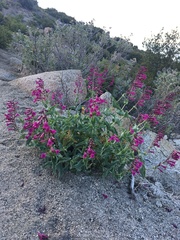 Penstemon clevelandii connatus