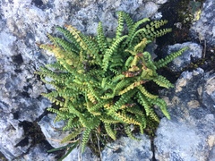 Asplenium viride image