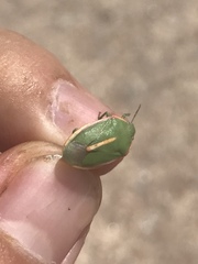 Chlorochroa faceta